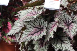 'Jurassic Green Streak' from Ball Ingenuity