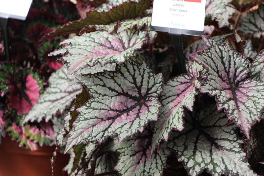 'Jurassic Green Streak' from Ball Ingenuity