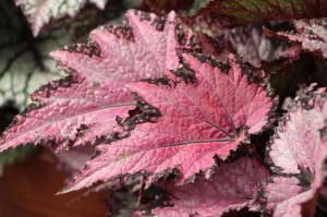 'Jurassic Pink Shades' from Ball Ingenuity