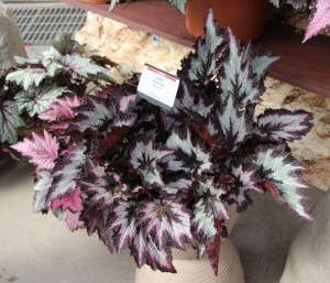 'Jurassic Silver Point' from Ball Ingenuity