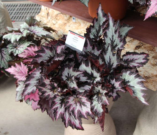 'Jurassic Silver Point' from Ball Ingenuity