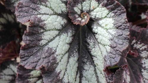 Foliage Begonias May Be A Big 2015 Trend [Spring Trials]