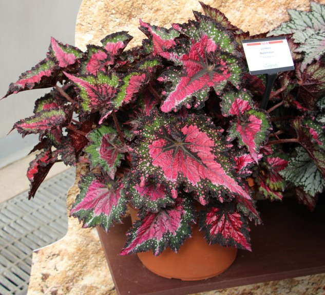 'Jurrasic Watermelon' from Ball Ingenuity