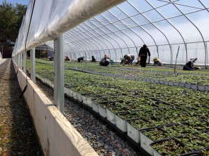 Linx Extreme High Tunnel (Nexus Corporation)