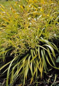 Luzula sylvatica 'Solar Flair'