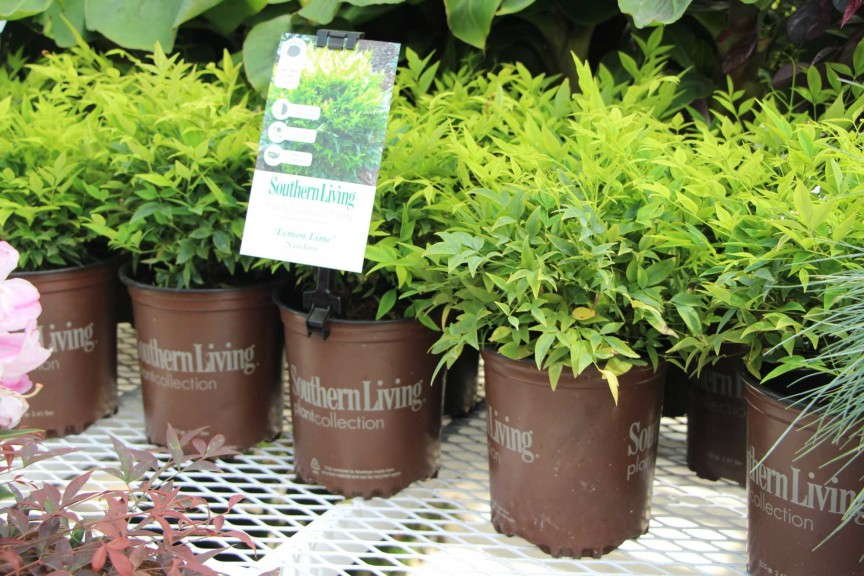 'Lemon Lime' nandina from Southern Living Plant Collection