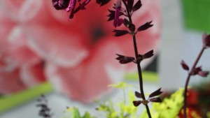 Spring Trials 2014: Beautiful Introductions And Smart Marketing Dominate On Day 1