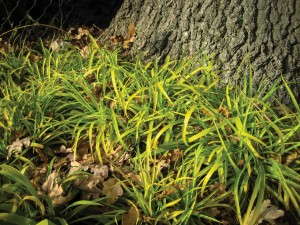 Luzula sylvatica 'Solar Flair' from Jelitto