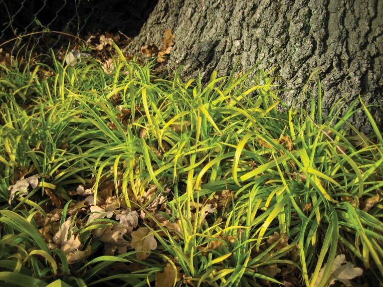 Luzula sylvatica 'Solar Flair' from Jelitto