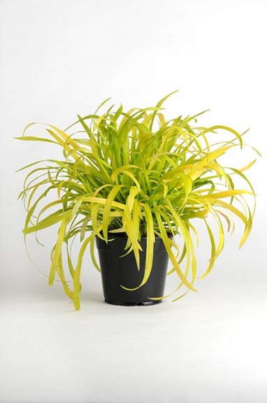 ColorGrass Flashlights (milium) from PanAmerican Seed