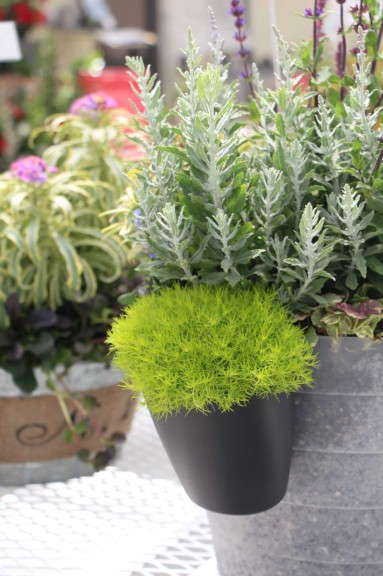 Hanging Mini Pots On Larger Containers From Jaldety