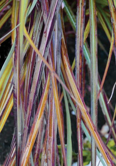 Miscanthus sinensis 'Oktoberfest' from Walters Gardens