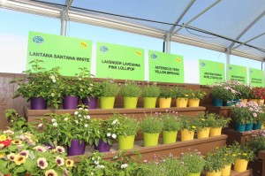 New Introductions At Danziger