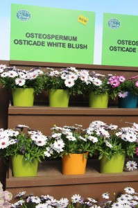 Osteospermum 'Osticade White Blush' from Danziger
