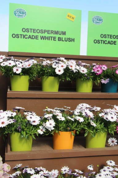 Osteospermum 'Osticade White Blush' from Danziger