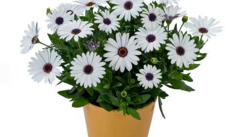 2014 Field Trials Results: University Display Gardens, University of Wisconsin, West Madison Agricultural Research Station (Verona, Wis.)