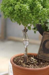 Whimsical Merchandising For Culinary Herbs