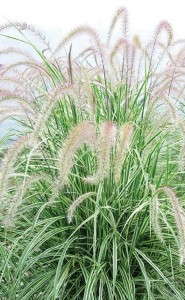 Graceful Grasses 'Sky Rocket' from Proven Winners