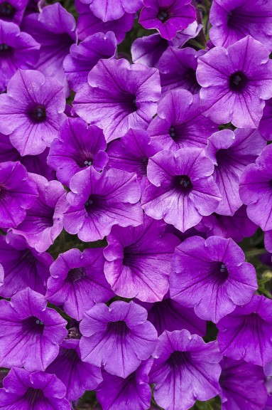 'Supertunia Indigo Charm Improved' from Proven Winners