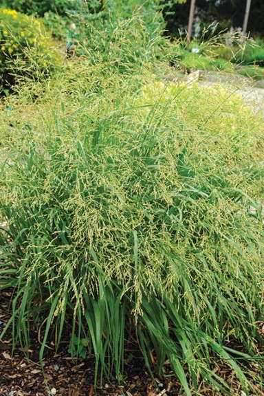 Panicum virgatum 'Cape Breeze' from North Creek Nurseries