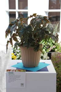 Begonia 'Pegasus' (Proven Winners)