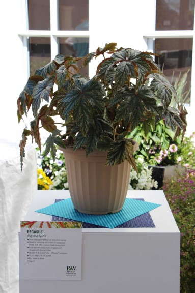 'Pegasus' begonia hybrid from Proven Winners