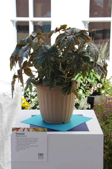 Begonia 'Pegasus' (Proven Winners)