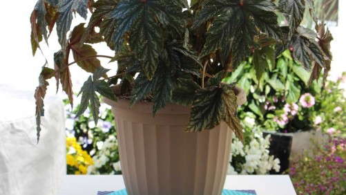 2014 Field Trials Results: Massachusetts Horticultural Society (Wellesley, Mass.)