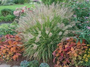 Pennisetum alopecuroides 'Desert Plains'