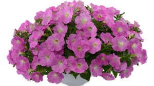 New Petunias Making Their Debut In 2015