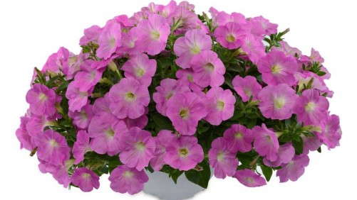 New Petunias Making Their Debut In 2015