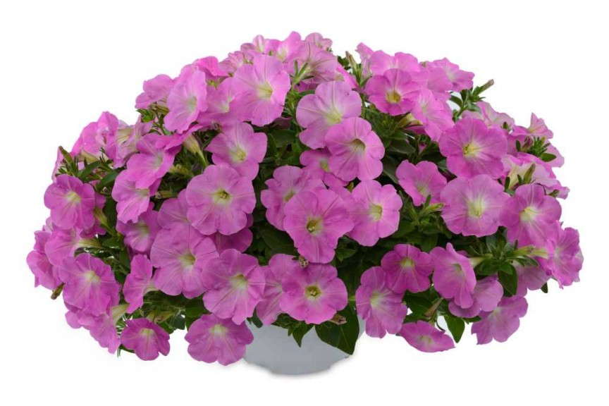 Petunia 'Baroque Pink Ray' from Danziger