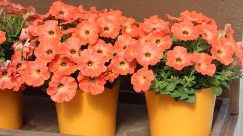 2014 Field Trials Results: Welby Gardens (Denver, Colo.)