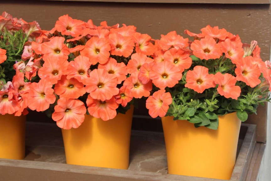 Petunia 'Salmon Ray' from Danziger