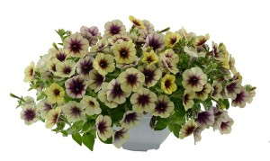 Petunia 'Cascadias Autumn Mystery' from Danziger