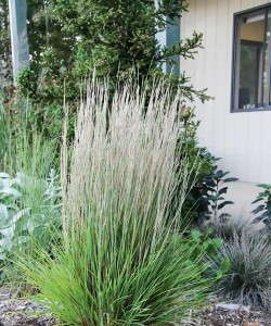 Schizachyrium scoparium 'Prairie Munchkin' from Plants Nouveau