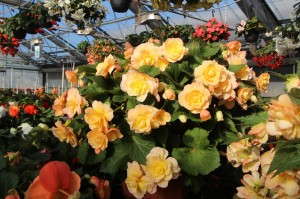 Scented tuberosa begonia 'Scentiment' from Golden State Bulb Growers