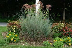 Schizachyrium scoparium 'Standing Ovation' from North Creek Nurseries