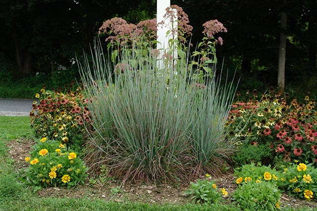 Schizachyrium scoparium 'Standing Ovation' from North Creek Nurseries
