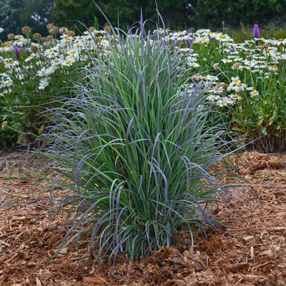 Schizachyrium scoparium 'Twilight Zone'