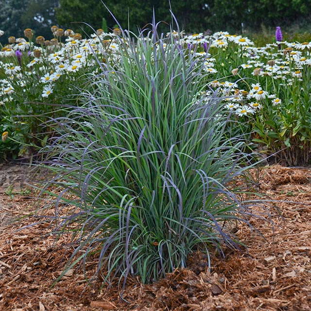 Outstanding Ornamental Grasses For Landscapes And Containers Greenhouse Grower,Expiration Date Bread Tf2