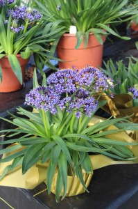 Scilla 'Caribbean Jewels Saphire Blue' from Golden State Bulb