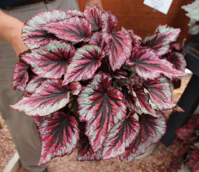 'Shadow King Cherry Mint' from Green Fuse