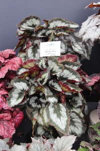 'Shadow King Tuxedo' from Green Fuse