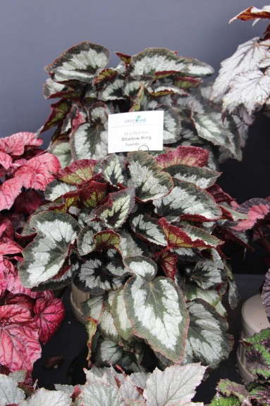 'Shadow King Tuxedo' from Green Fuse