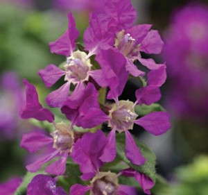 Cuphea 'Sirracha Violet' from Syngenta Flowers