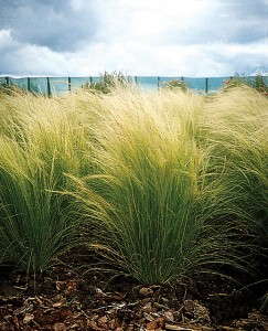 Stipa tenuissima 'Pony Tails' from PanAmerican Seed