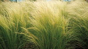 9 Easy-Care Grasses To Grow [Slideshow]