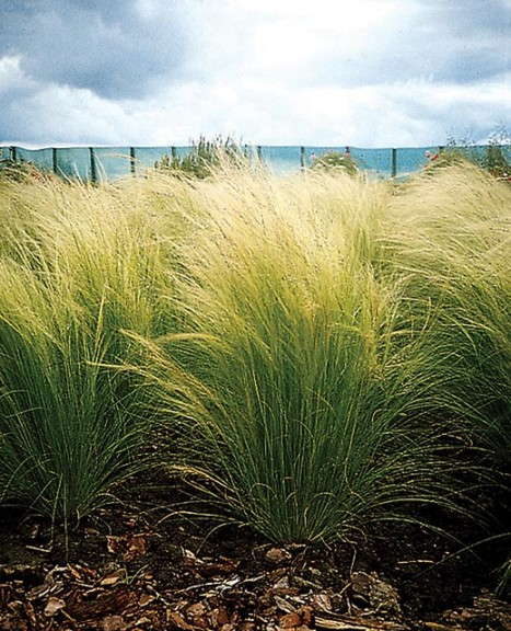 Stipa tenuissima 'Pony Tails' from PanAmerican Seed