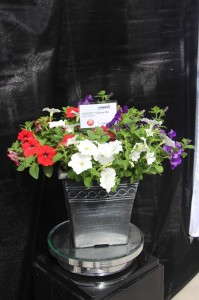 Success Liberty mix from Benary